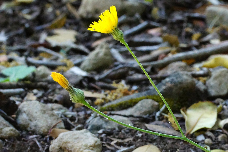 Hieracium da determinare